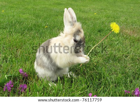 Rabbit baby bunny is holding picked dandelion flower