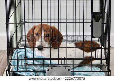 Similar – Image, Stock Photo dachshund in a door , cuba