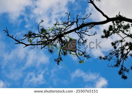 Similar – Image, Stock Photo Kite caught on tree kites