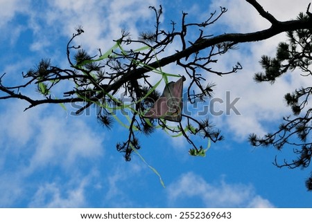 Similar – Image, Stock Photo Kite caught on tree kites