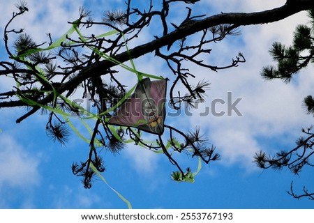 Similar – Image, Stock Photo Kite caught on tree kites