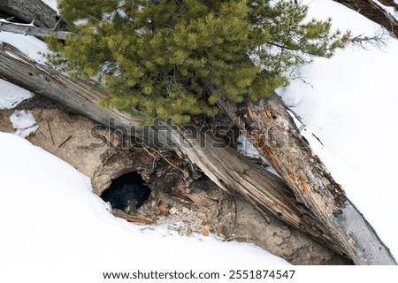 Similar – Image, Stock Photo kunst am bau | eltern haften für ihre kinder