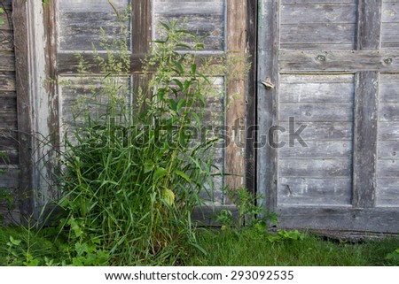 Doors of an old wooden barn, show it age and neglect with peeling paint and weathered wood siding.