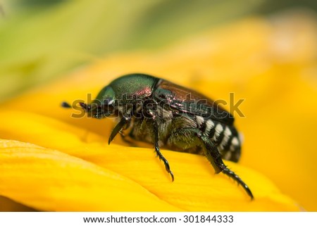 A Japanese beetle (Popillia japonica) on the petals of a sunflower.  These insects are a major pest of gardens and lawns.