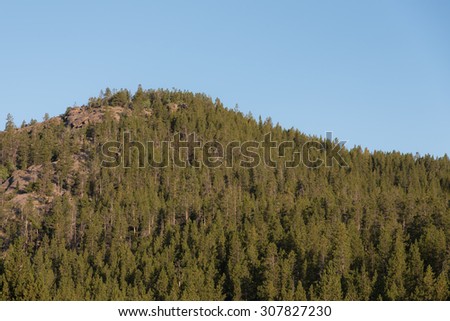 A rounded mountain top covered with Lodgepole Pine (Pinus contorta) trees in the Bighorn Mountains of Wyoming.