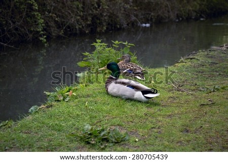 Photo A Female Brown Duck and Male green Duck On The River Bank In Arundel, English Country Side In West Sussex