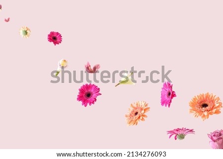 Similar – Image, Stock Photo Group of pink Gerbera flowers at white background.