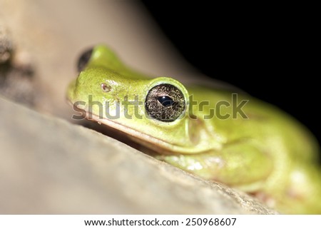 The golden eye of a Centralian Tree Frog, Litoria gilleni