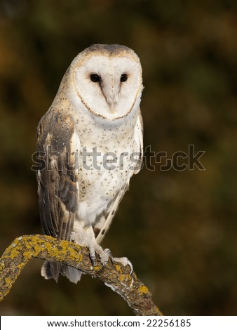 Barn (Tyto alba) owl posing on branch