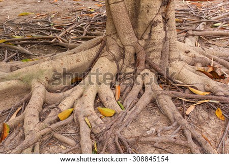 Tree root on ground. Old tree root on ground. Grunge tree root. Tree root grow on ground. Old tree root in autumn. Nature tree root. Old tree wood on ground. Big tree root. Big root on ground. Roots