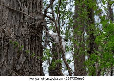 Similar – Image, Stock Photo Cute white albino squirrel sitting on a branch
