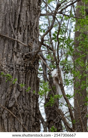 Similar – Image, Stock Photo Cute white albino squirrel sitting on a branch