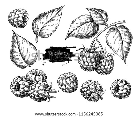 Raspberry vector drawing. Isolated berry branch sketch on white background.  Summer fruit engraved style illustration. Detailed hand drawn vegetarian food. Great for label, poster, print