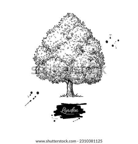 Linden tree botanical drawing. Hand drawn illustration in engraving style. Vector black ink sketch
