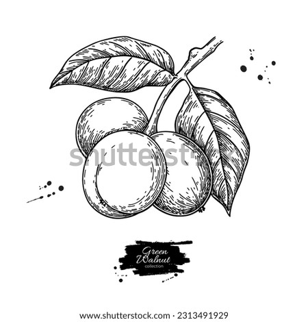 Similar – Image, Stock Photo green walnuts on the tree