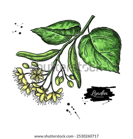 Linden branch drawing. Vector lime tree flower and leaves. Herbal engraved style illustration. Detailed botanical sketch for tea, organic cosmetic, medicine, and aromatherapy. 