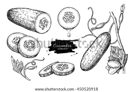 Cucumber hand drawn vector set. Isolated cucumber, sliced pieces and plant. Vegetable engraved style illustration. Detailed vegetarian food drawing. Farm market product.