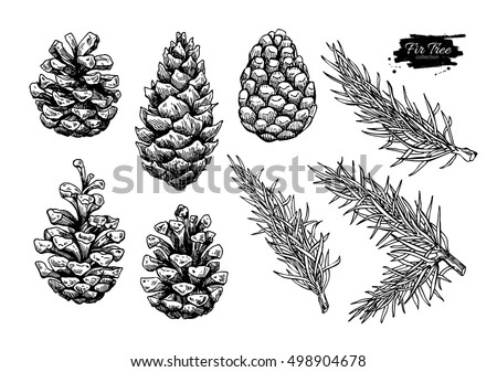 Similar – Image, Stock Photo fir cones