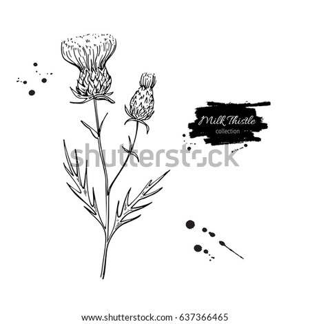 Featured image of post Scottish Thistle Drawing Scottish thistle the official emblem of scotland legend has it that in the 9th century when the norse were often raiding scotland a group of vikings tried to sneak up on a group of sleeping