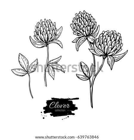 Clover Leaf Drawing | Free download on ClipArtMag