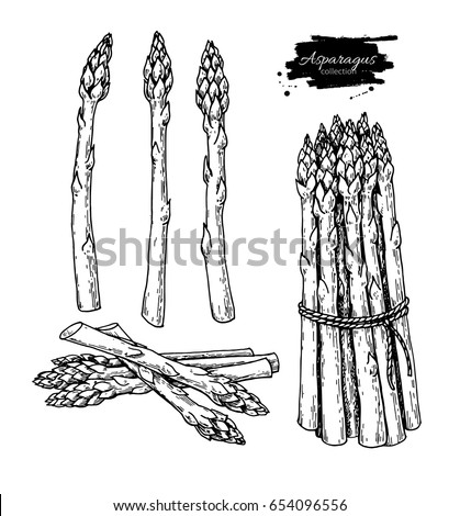 Asparagus hand drawn vector illustration. Isolated Vegetable engraved style object. Detailed vegetarian food drawing. Farm market product. Great for menu, label, icon