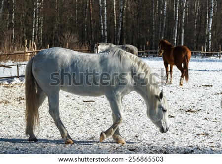 White mare in the foreground walking on the dirty snow in the paddock among other horses on the edge of the forest. Moving rays low winter sun create volumetric light and shadow pattern