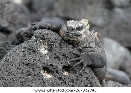 Reptile, Marine iguana, Galapagos islands, Endemic animal, mimicry, mimesis,