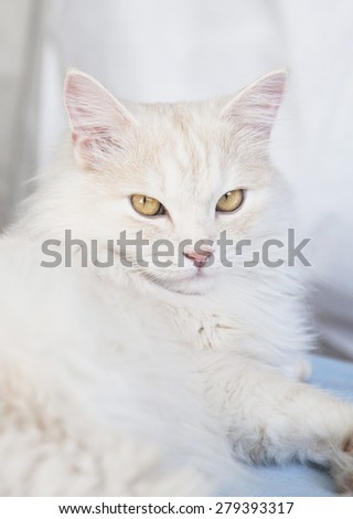 Turkish angora cat, funny cat