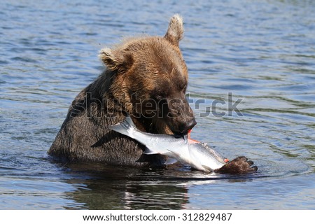 Brown bear eating fish