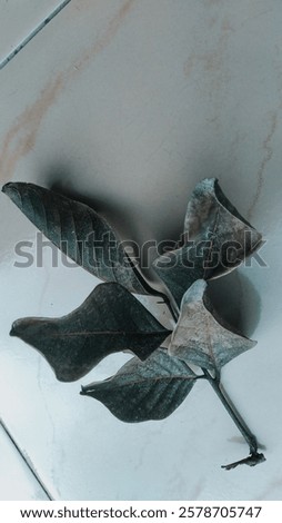 Similar – Image, Stock Photo Impression with emphasis