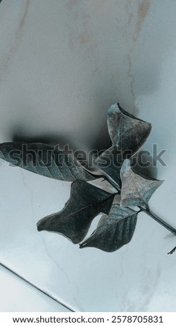 Similar – Image, Stock Photo Impression with emphasis
