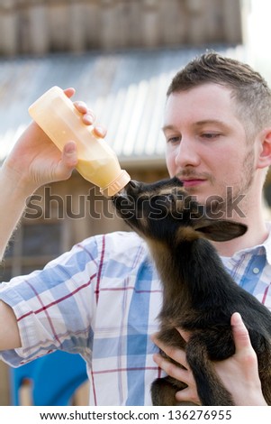 Man bottle feeds a baby Nigerian Dwarf Dairy Goat kid on a farm.