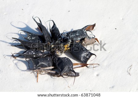 Skate egg cases, also called lost purses, devil\'s pocketbook, devil\'s purses and sailor\'s purses, which are the egg capsule of a stingray embryo, have washed up on the beach in a bundle.