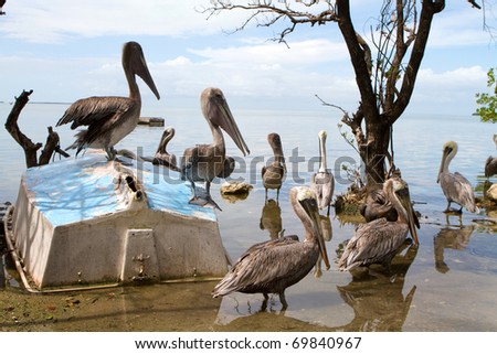 Flock of pelicans wait for fish around an old overturned sailboat in a wildlife sanctuary in the Florida Keys.