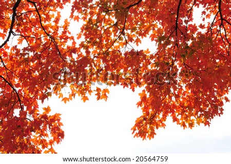 Red fall leaves forming a border