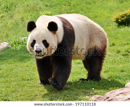 Giant panda looking at camera.