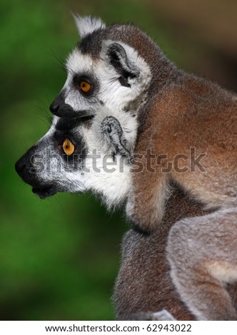 Two ring-tailed lemurs are looking in one side.