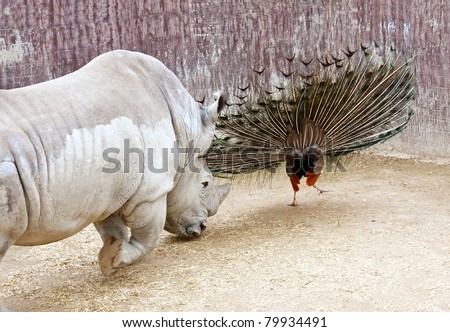 Peacock is trying  to escape  from rhinoceros.