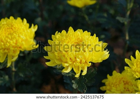 Similar – Image, Stock Photo Yellow chrysanthemum bouquet on yellow background. Copy space