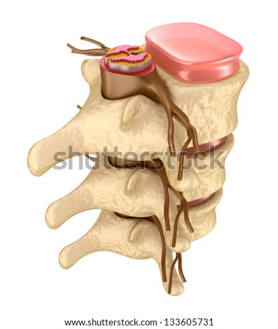 Human Spine In Details Stock Photo 133605731 : Shutterstock
