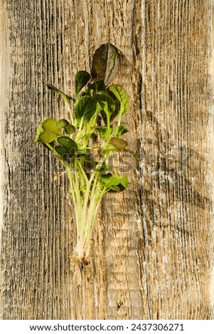 Similar – Image, Stock Photo Bok choy on wooden table