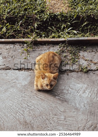 Similar – Image, Stock Photo Street cat sitting relaxed on a stone path