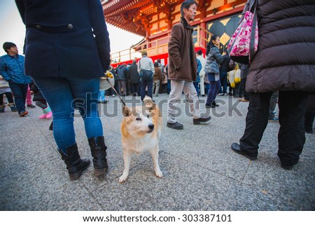 TOKYO, JAPAN - FEBRUARY 3, 2015: An unidentified woman leash the dog, Shiba Inu,  at Sensoji Temple located in Asakusa