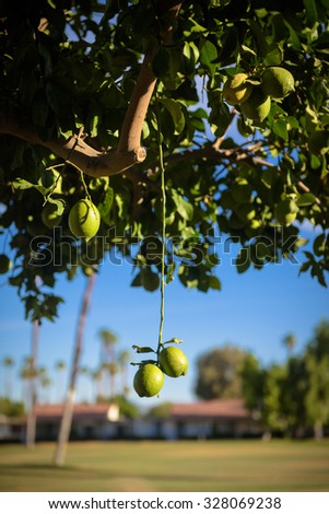 Limes Hanging from a Tree 商業照片 © 