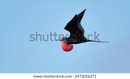 Image, Stock Photo Flying male frigate bird in the Galapagos Islands