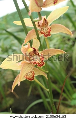 Cymbidium Burgundian Chateau orchid - orange brown orchid flowers, closeup. Yellow flower orchid. Imagine de stoc © 