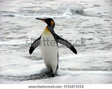 King penguin strutting in the ocean in South Georgia Antarctica