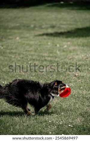 Similar – Image, Stock Photo White sheepdog with frisbee