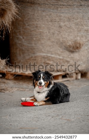 Similar – Image, Stock Photo White sheepdog with frisbee