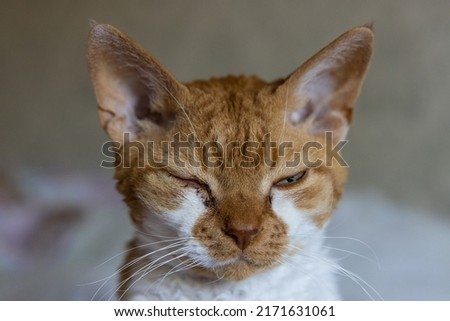 Inflammation of the cat's eye. Sad red cat Devon Rex with a closed painful eye from which oozes pus. Imagine de stoc © 